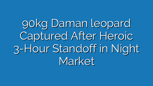 90kg Daman leopard Triggers Intense Panic During Heroic Night Market Rescue