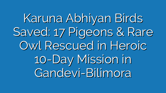 Karuna Abhiyan Birds Saved: 17 Pigeons & Rare Owl Rescued in Heroic 10-Day Mission in Gandevi-Bilimora