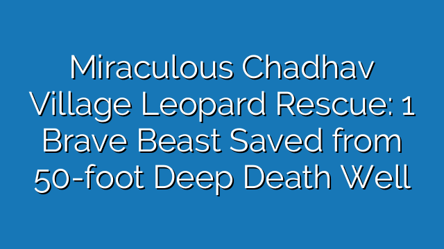 Miraculous Chadhav Village Leopard Rescue: Brave Beast Saved from 50-foot Deep Death Well