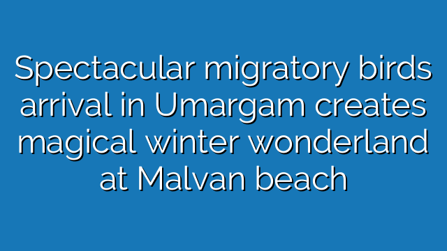 Spectacular migratory birds arrival in Umargam creates magical winter wonderland at Malvan beach